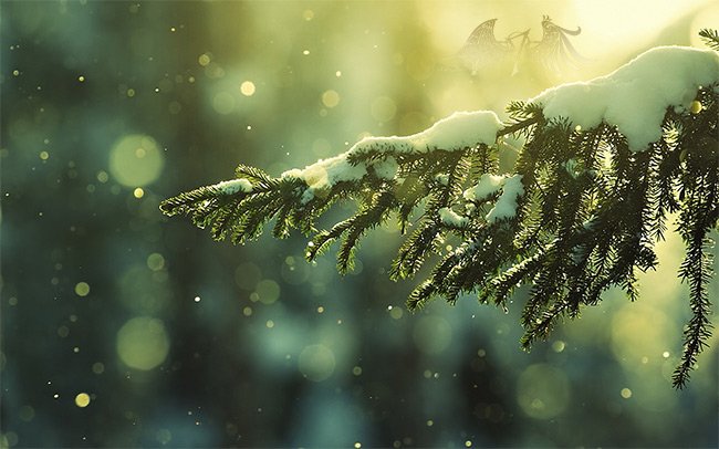 Cảnh rừng thông phủ tuyết trắng tinh khôi dưới ánh nắng bình minh làm hình nền mùa đông cho máy tính