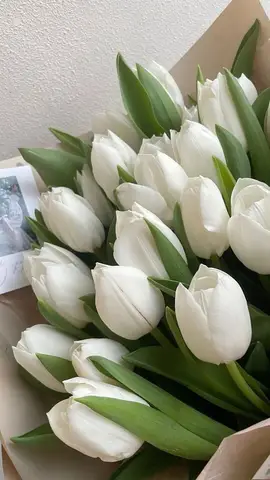 hình nền máy tính hoa tulip